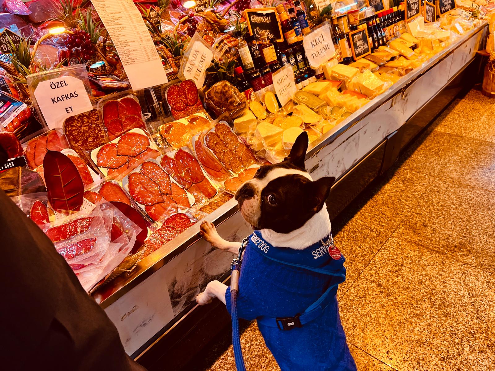 Dog in a blue jacket looking at cured meats and cheeses in a deli counter